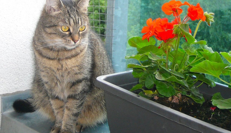 Radost z maličkostí