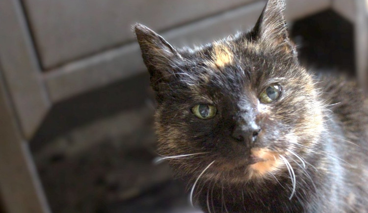 Naše kočka Rampepurda