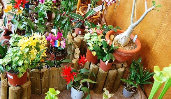 Krása orchidejí v Metropolu doslova vyráží dech