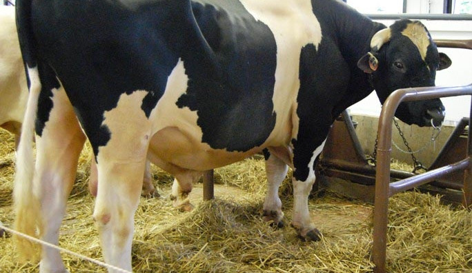 Deštivé počasí znepříjemňuje výstavu Země živitelka