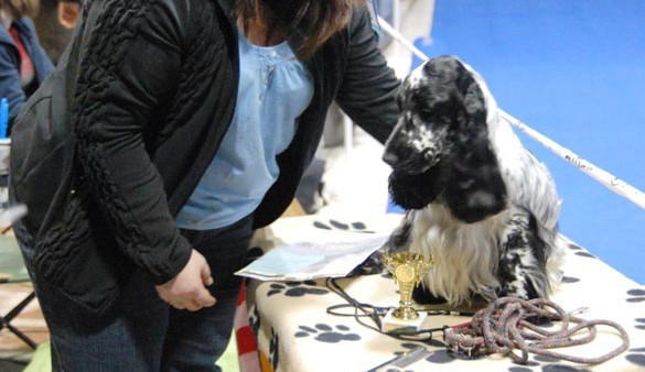 Jihočeskou výstavu psů provázelo slunné počasí