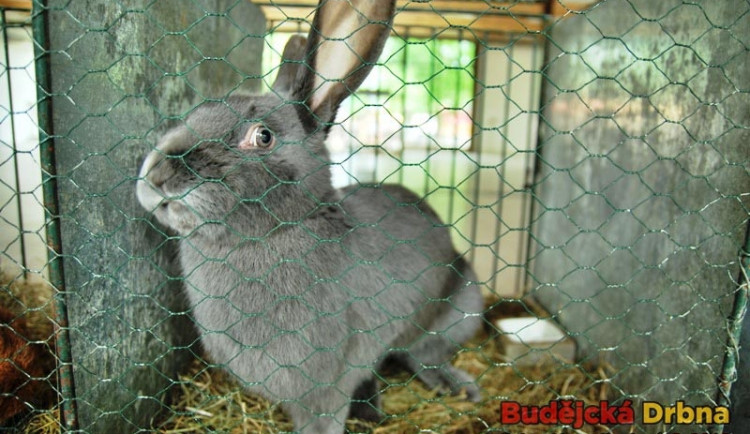 Dejte si pozor na šejdíře, potkáte je i na Hobby