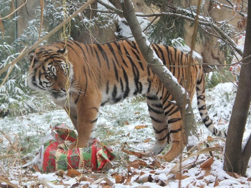 Foto: Brněnská ZOO