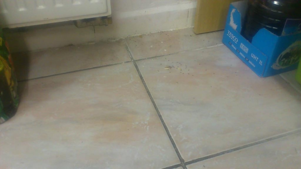 Mravenci v MŠ Lvíček