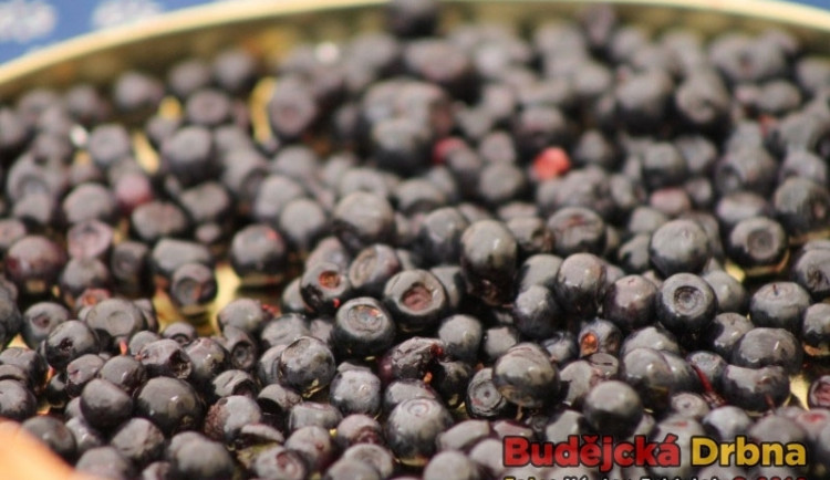 Borůvky z borovanského Borůvkobraní obarví nejen vaše ústa
