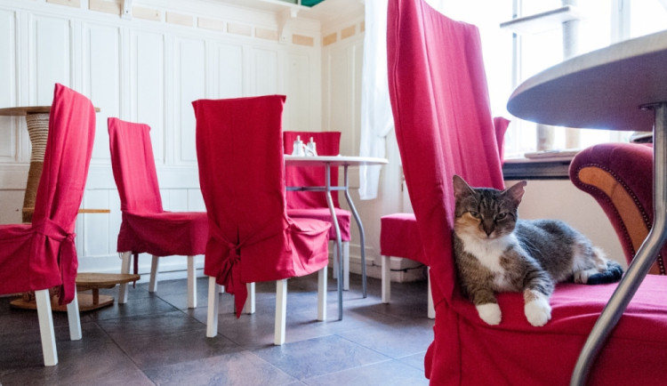 Kočkafé Freya