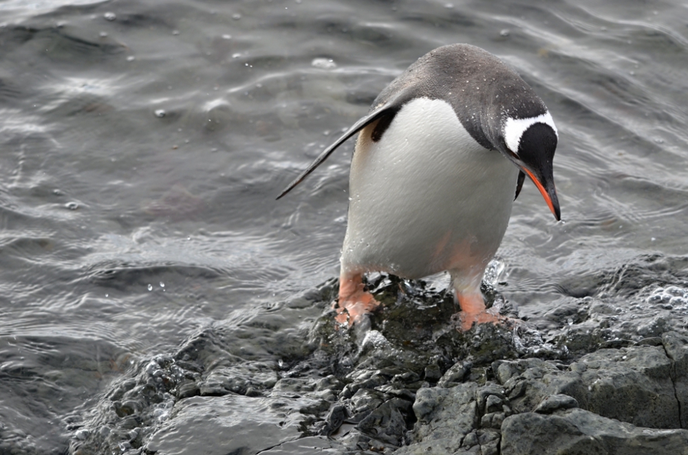 Vědci se v Antarktidě tentokrát zaměří na tučňáky
