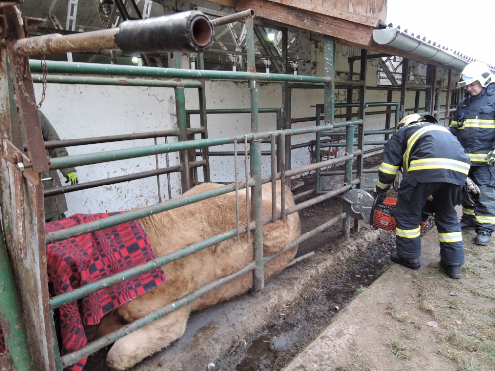 Kráva uvízla mezi trubkami, hasiči je rozřezali. Foto: HZSLK