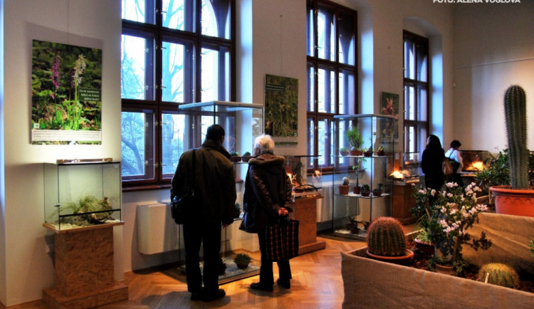 Iluzi tropů přináší výstava orchidejí v Jihočeském muzeu