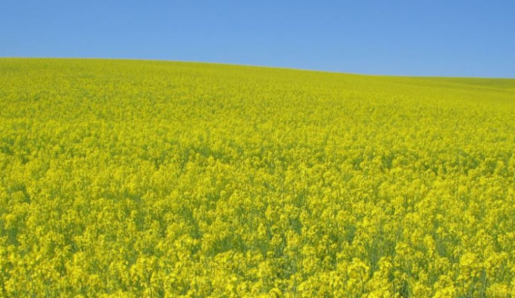 Ilustrační fotografie