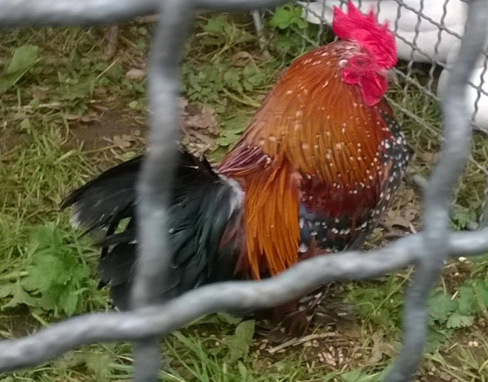 Výstava kamenických chovatelů