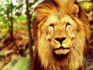 Lev, král zvířat