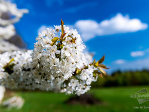 Rozkvetlá třešeň uprostřed jara