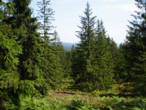 Třetinu České republiky pokrývají lesy, od roku 1950 vzrostla jejich plocha o 154 tisíc hektarů