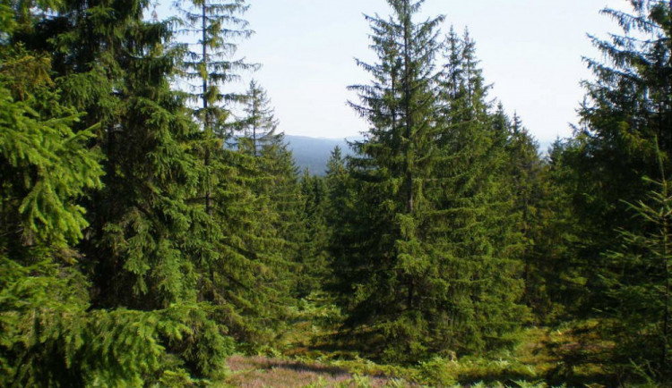 Ilustrační foto, foto: wikipedie.com