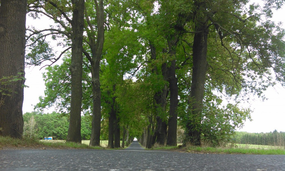 ilustrační foto: alej