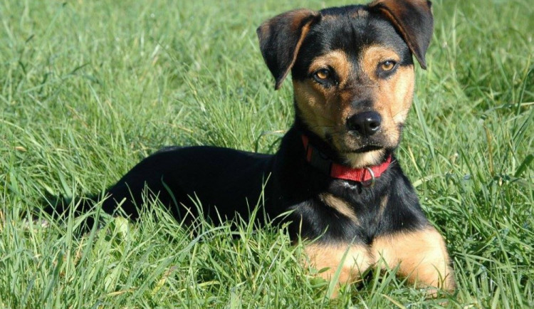 Pohodáři, lenoši i sportovci. V útulku Animal Rescue naleznete momentálně snad všechny typy psů