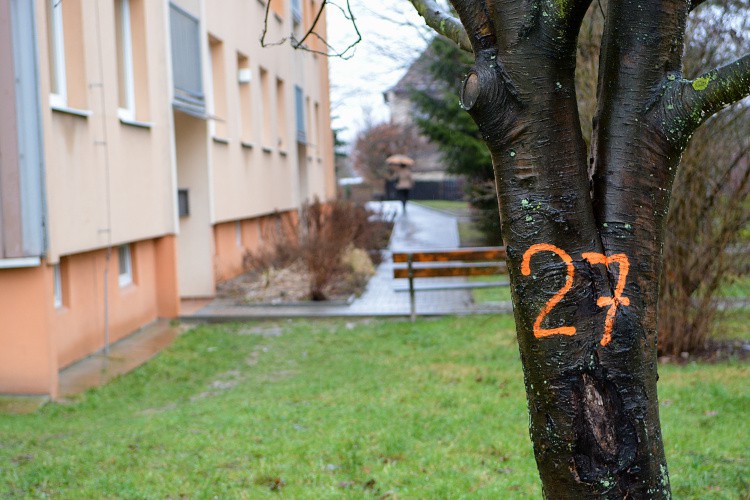 Na sídlišti Gagarinova se bude kácet, padne víc než 100 stromů
