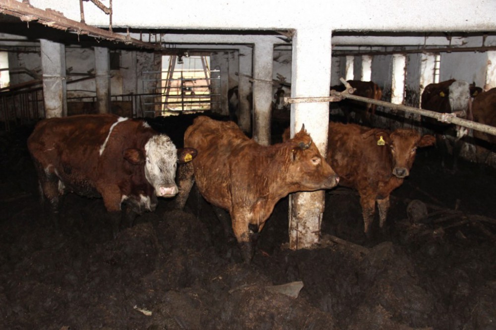 Muže z Pelhřimovska, který choval stádo skotu, obvinila policie z týrání zvířat