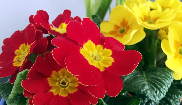 Dnešní den patří všem ženám. Všechno nejlepší!