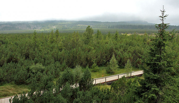 Národní park Šumava chce letos vysadit 220 tisíc stromů