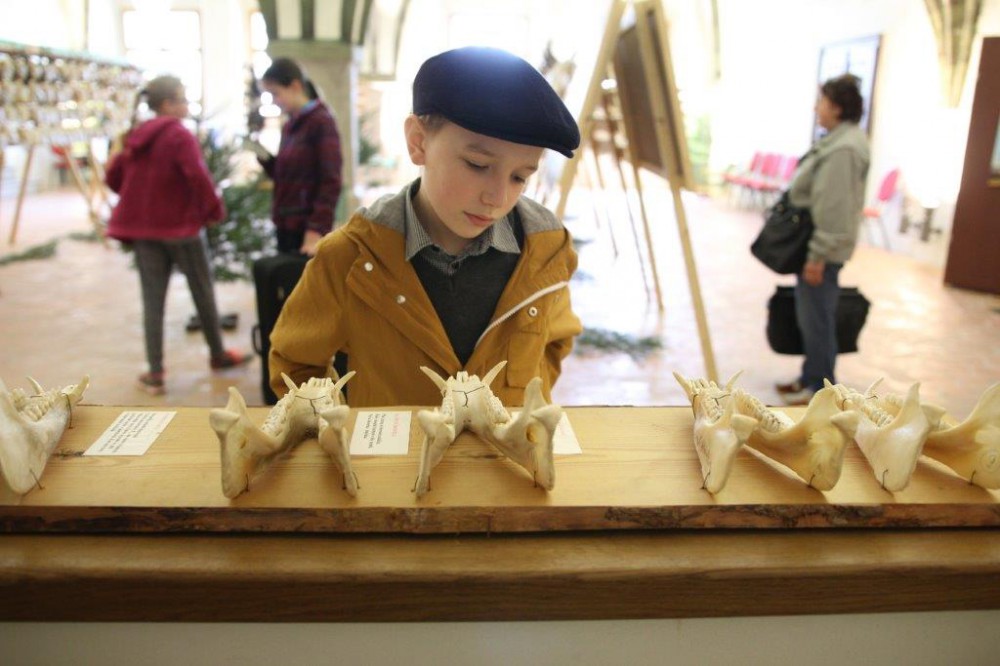 Jihlavská radnice zdarma nabízí výstavu trofejí uplynulého mysliveckého roku