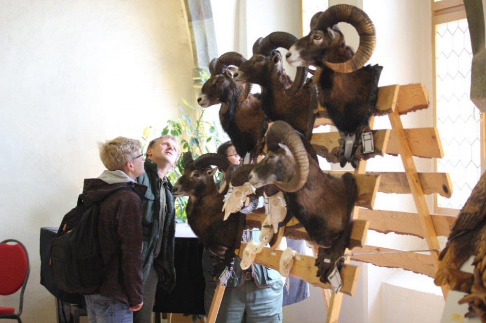 Jihlavská radnice zdarma nabízí výstavu trofejí uplynulého mysliveckého roku