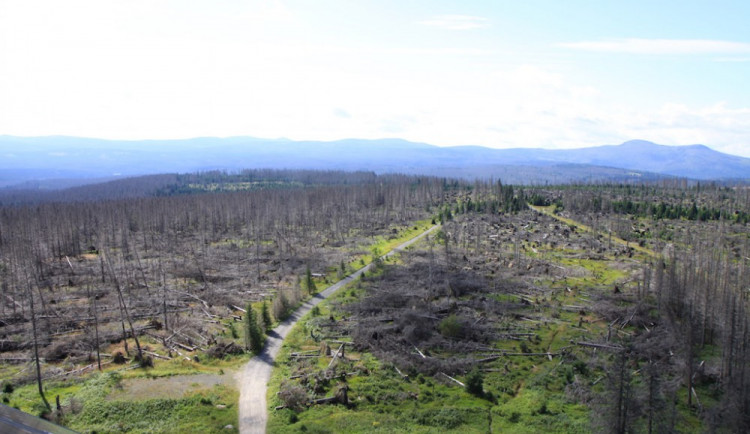 Hnutí Duha ovlivnilo z peněz fondů poslance v zákoně o NP Šumava