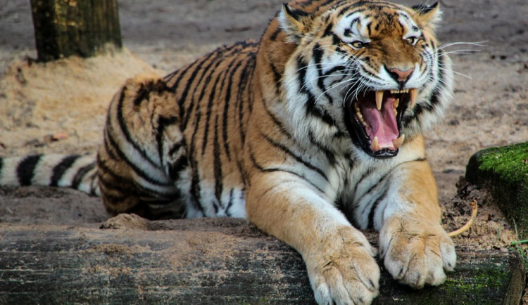 Tygr Rocky v ZOO Tábor oslaví svůj den s návštěvníky