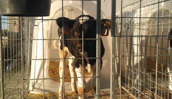 SVOBODA ZVÍŘAT: Proč se na vegany či vegetariány díváme jako na pomatence?