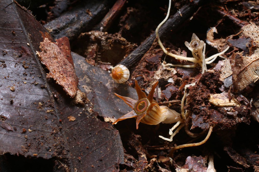 Olomoučtí vědci objevili na Borneu nový druh rostliny