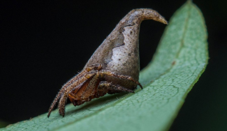 Eriovixia gryffindori