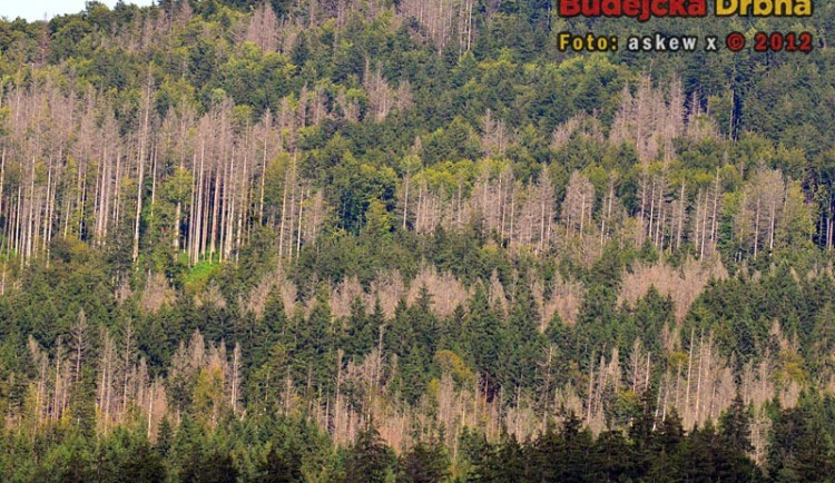 Po orkánu Kyrill napadl kůrovec v Národním parku Šumava miliony stromů