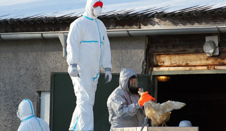 Chov kachen ve Vlachově Březí utratí veterináři kolem poledne