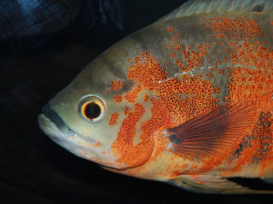 DRBNA VĚDÁTORKA: Zvláštní komunikační strategie ryb a jeden silný lidský příběh