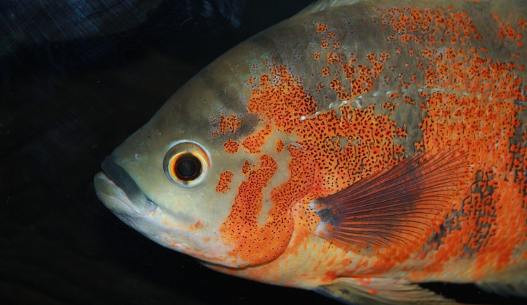 Ilustrační obrázek