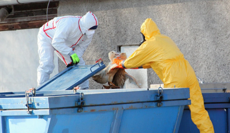 V blatenském chovu kachen potvrdili veterináři nové ohnisko ptačí chřipky
