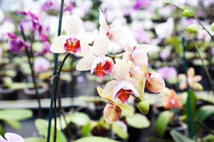 Orchideje, ilustrační foto, zdroj: allinevents.cz