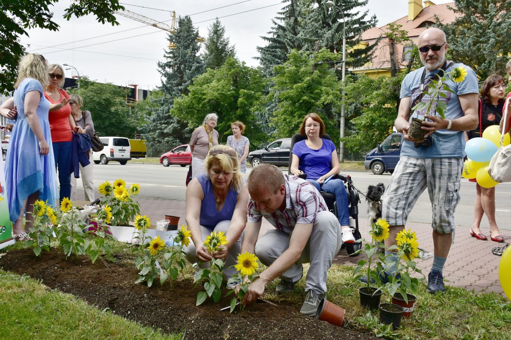 Lidé v Českých Budějovicích sázeli slunečnice, aby podpořili pacienty s roztroušenou sklerózou.