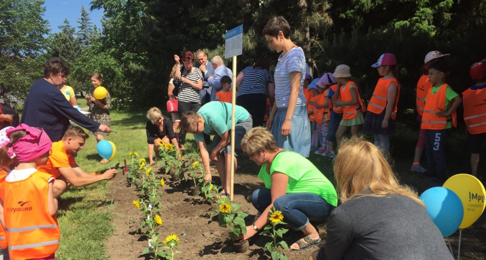 Jihlavský hradební parkán ozdobil záhon slunečnic. Pomůže lidem s roztroušenou sklerózou