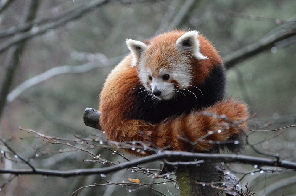 Panda červená v liberecké ZOO. 