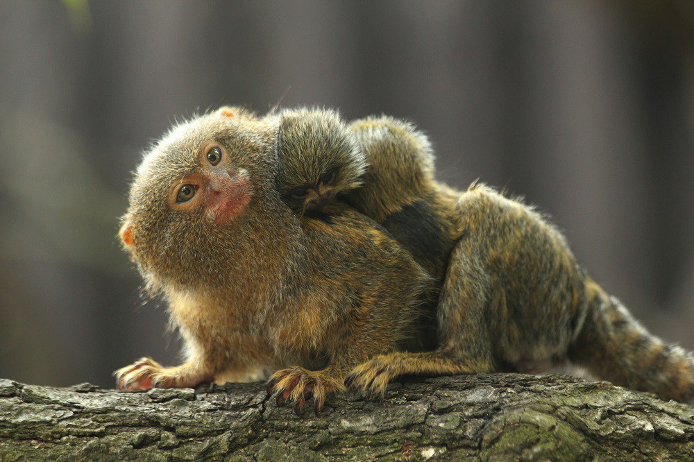 Adoptujte zvíře v brněnské zoo