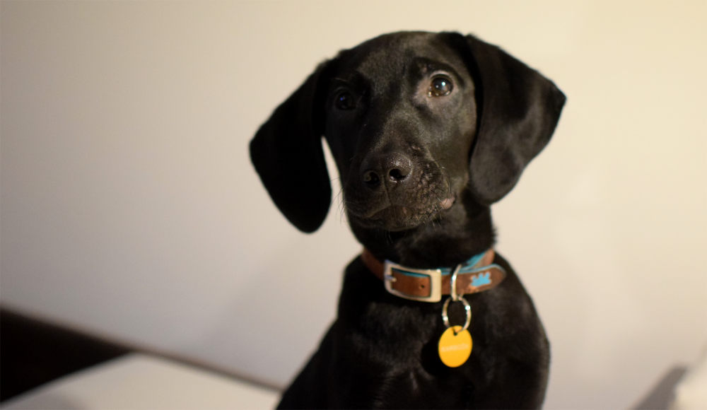 OLOMOUCKÝ ZÁPESNÍK #5: Nejdražší psí známka na světě