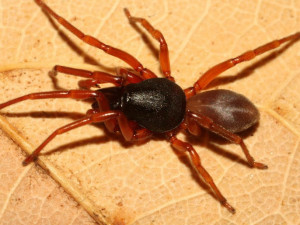 V Česku byl objeven nový druh pavouka, ohrožují ho ale husté lesy