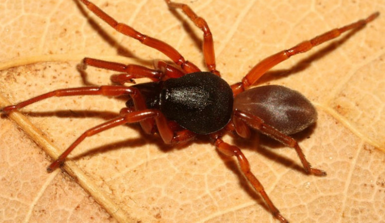 Šestiočka vidlozubá.