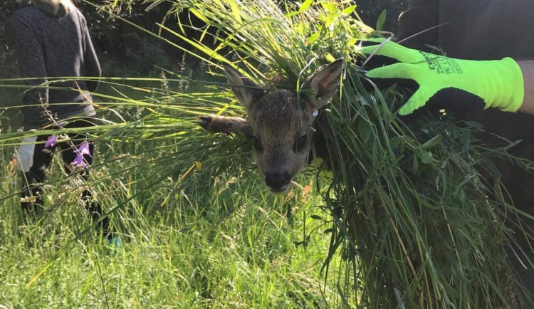 Při sečení luk každý rok zahyne mnoho srnčat. Lidé je proto zachraňují i díky dronům s termovizí.
