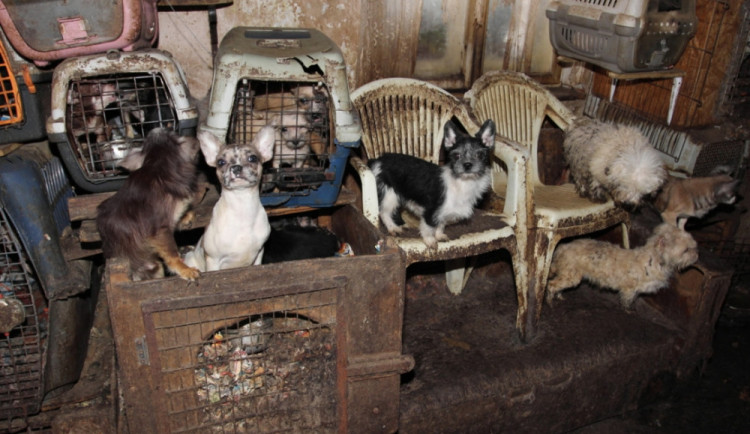 Manželé doma týrali přes dvě stovky psů. Od soudu odešli s podmínkou.