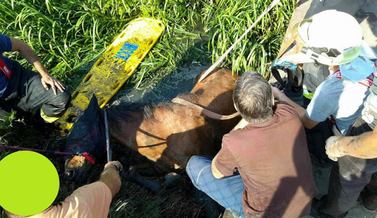 FOTO: Kůň spadl z mostu, hasiči ho zachránili z bahna