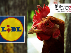 Lidl se po drsné reportáži České televize rozhodl skoncovat s prodejem vajec z klecových chovů