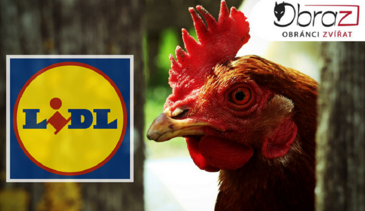 Lidl se po drsné reportáži České televize rozhodl skoncovat s prodejem vajec z klecových chovů.